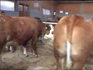 AVUSTURYA'DAN İTHAL SÜT CİNSİ SİMENTAL GEBE DÜVELER