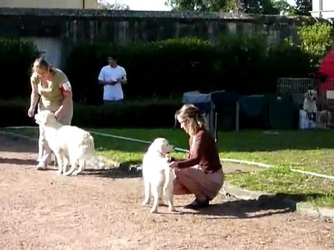 Centenaire Roiffé 9-9-11 (2) Toutes les puppy femelle