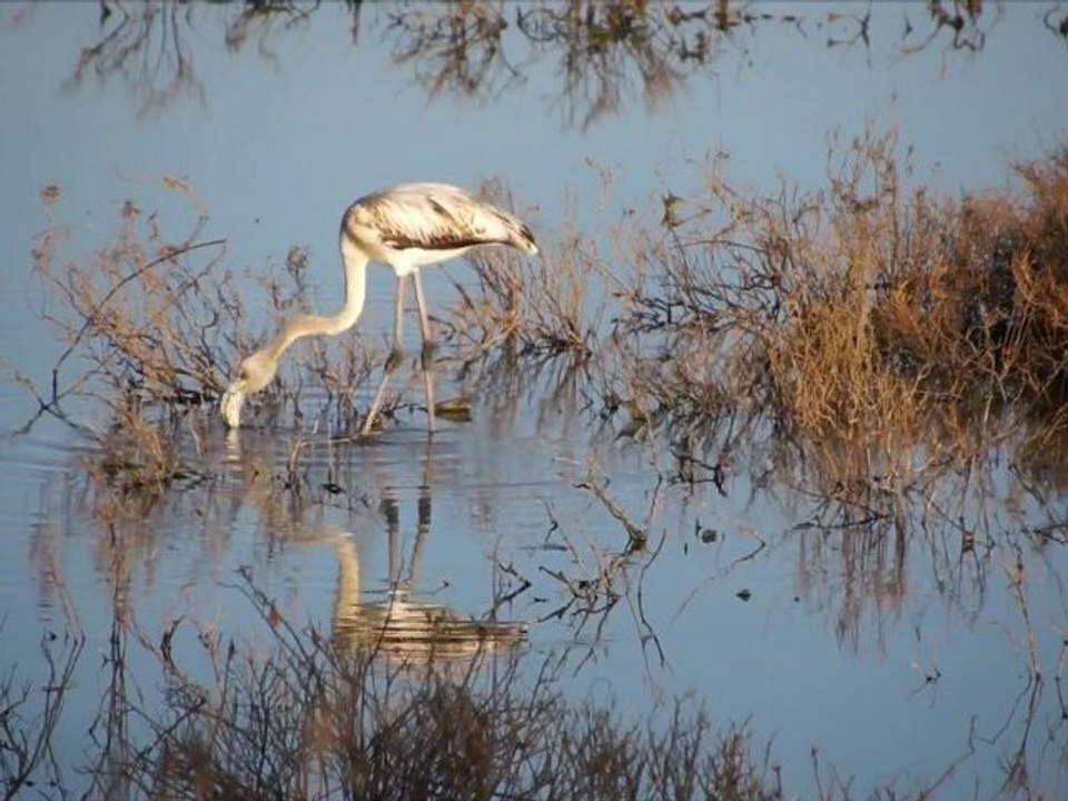 LES SALINS D'HYERES
