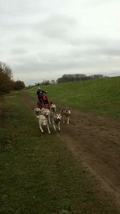Iaranga : Jean-Luc & ses chiens près d'Anvers n°6