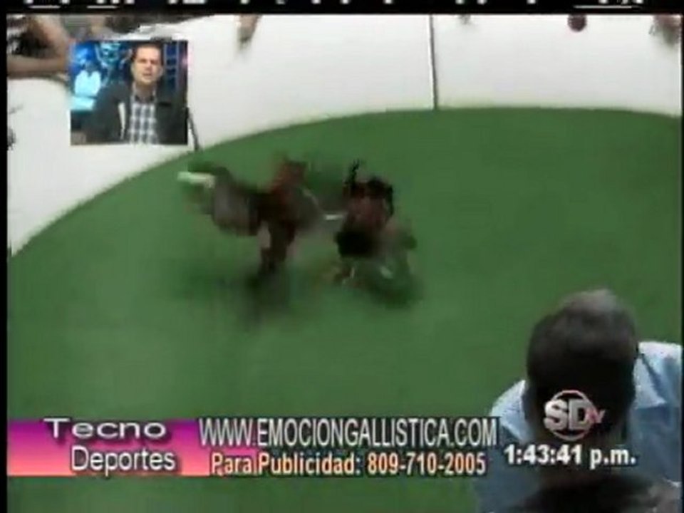 2da Parte Resumen Gallistico TECNODEPORTES 21-Nov.-2011  por Manuel Perelló.-