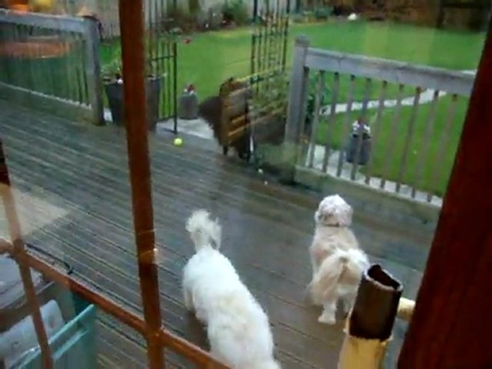 dogs 001