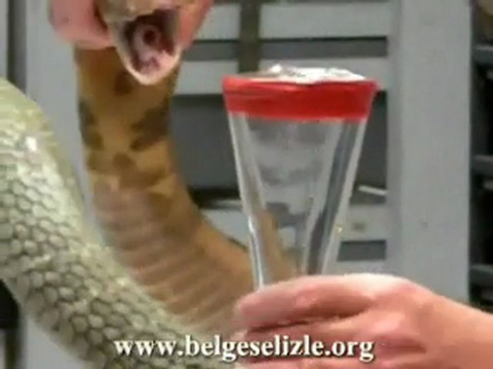 Kral Kobranın Zehrinin Sağılması www.belgeselizle.org