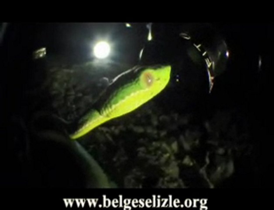 Tayvan Engerek Yılanı www.belgeselizle.org