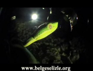 Tayvan Engerek Yılanı www.belgeselizle.org