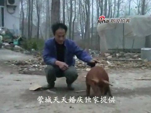 Le cochon à deux pattes en Chine
