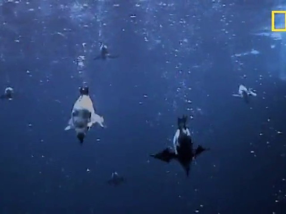 Le Guillemot de Troïl nage sous l'eau