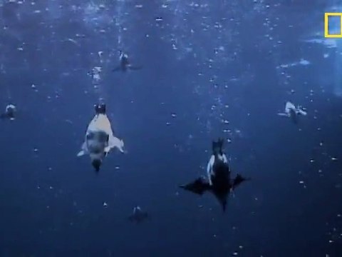 Le Guillemot de Troïl nage sous l'eau