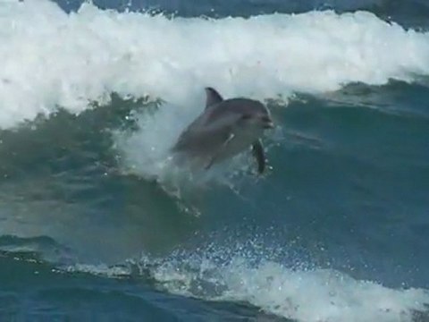 Pink Floyd - Marooned