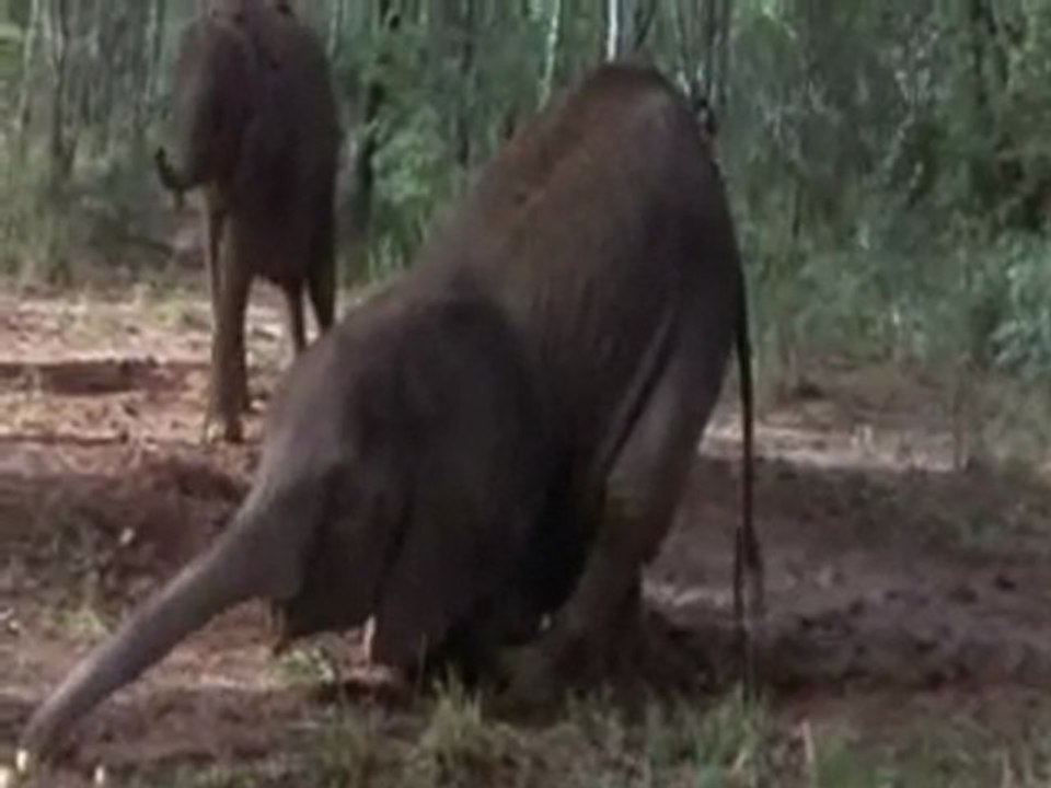 Jungle_alcolo_WMV V9