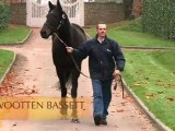 Wootten Bassett, nouvel étalon au Haras d'Etreham