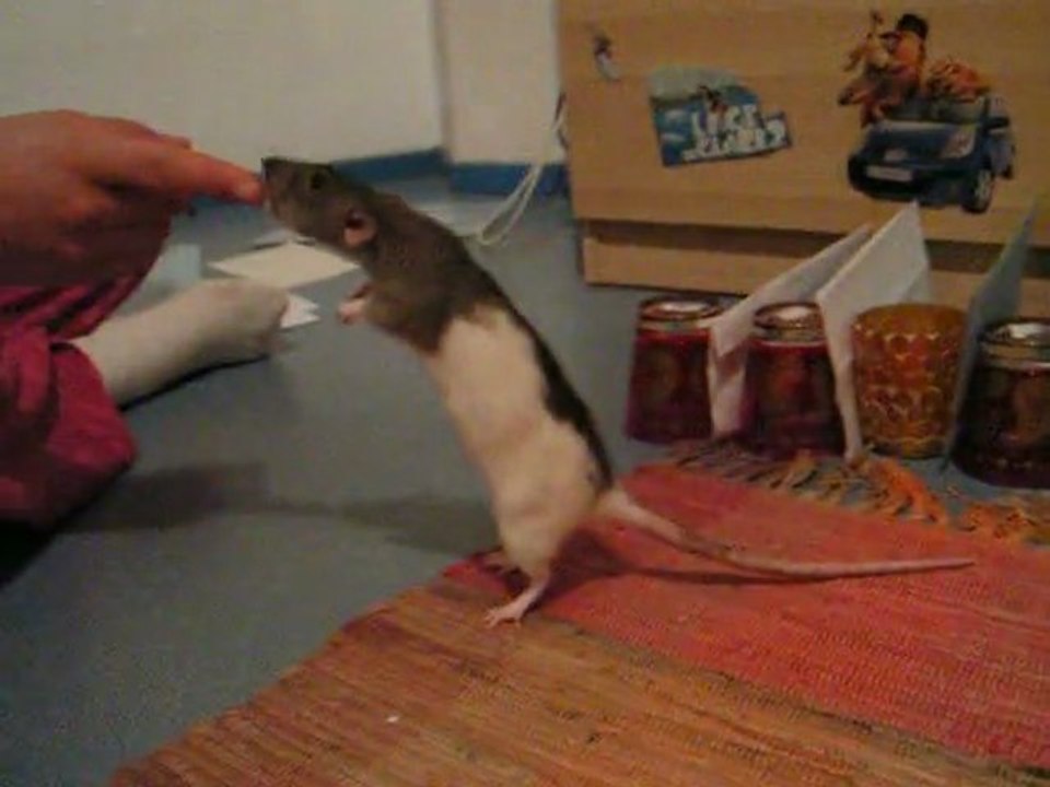 Saut de la mort Souris