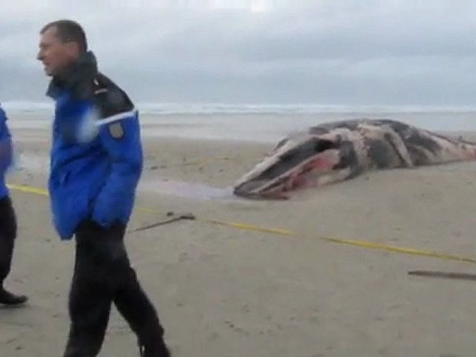 baleine échouée