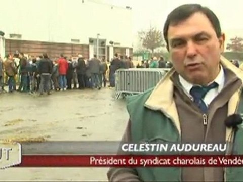 Les plus beaux charolais à La Roche-sur-Yon