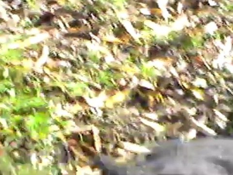 Bébés Dayton 8 semaines