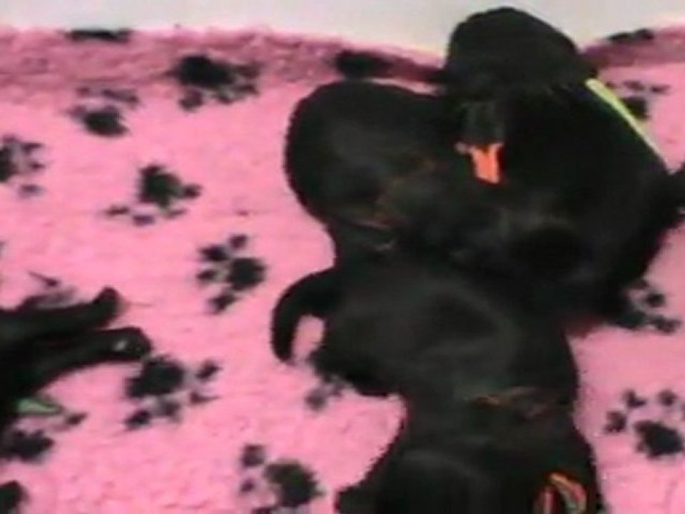 Bébés de Dundee à 1 jours