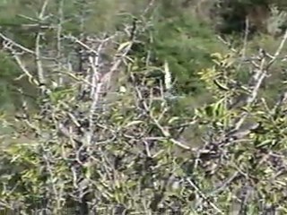 28-11-2011 Basset Bleu. Empait Conill Alt Empordà (Girona)