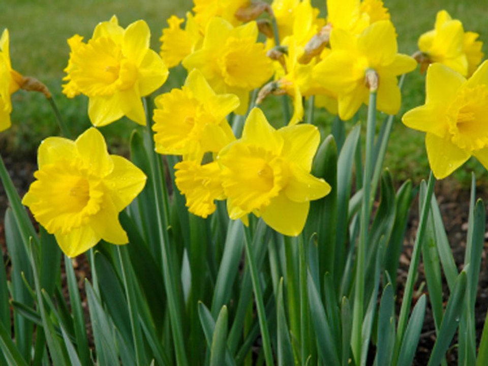 How to plant bulbs