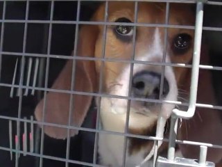 Des Beagles libres pour la première fois de leur vie