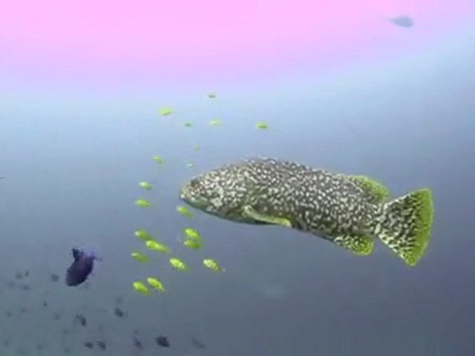Maldives underwater