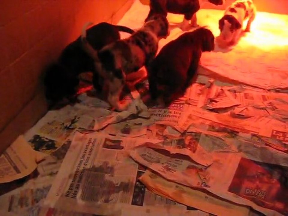 chiots dogues Allemands à  24 jours. Elevage des Varennes Mystiques