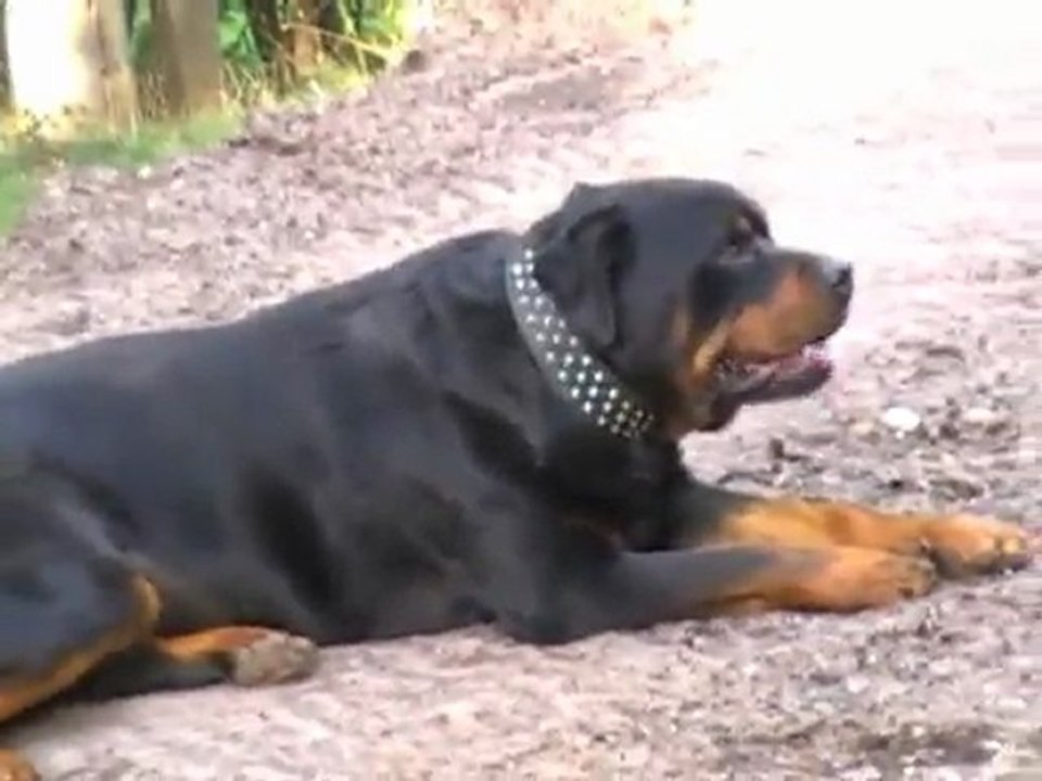 Big Dog, Zac the BIG Rottweiler., Running with the big dogs. The Supergranny asks "Is he  dangerous?" You Decide