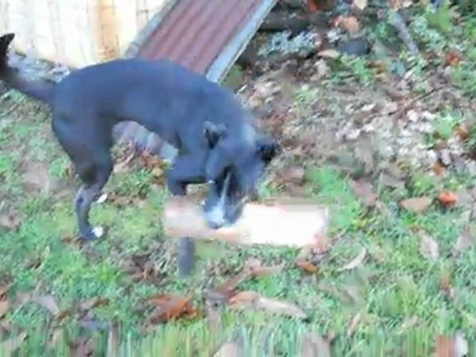 bûche1