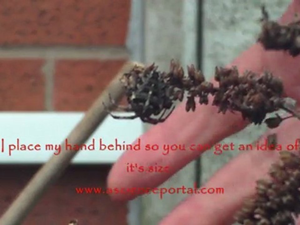 Amazing Spider. Can you see me? Can You spot the Camouflage spider.?