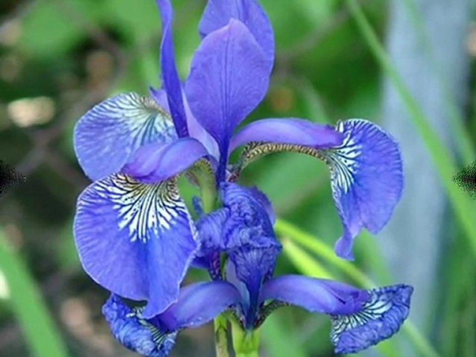 Yaşar YAĞMUR - Senı ben ellerın olsun dıyemı sevdım