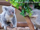 Koalas - 10 Facts About Me