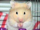 Hamsters - 10 Facts About Me