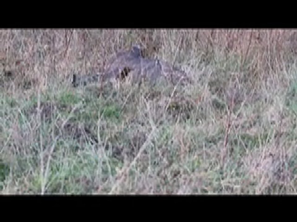fauconnerie-chasse au vol