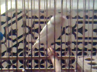 Jeune canari FLAWTA appartenant à LHIRI Mohamed de SAFI