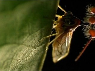 Insectes inconnus en Amazonie