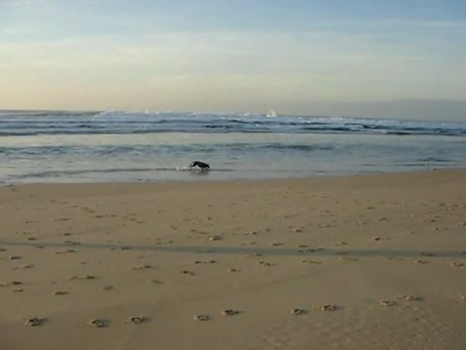 MOV04405