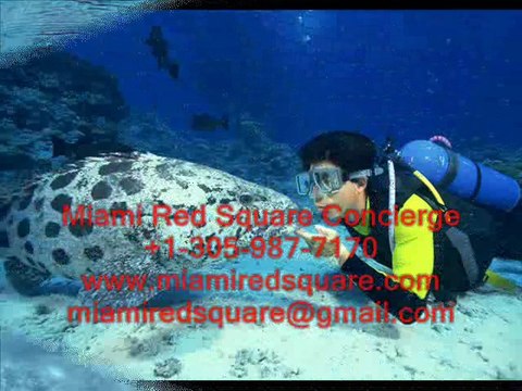 МАЙАМИ - ОБРАЗОВАНИЕ, СПОРТ, ПРОФЕССИИ. СПОРТШКОЛЫ.