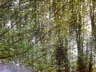 Still Corners - Into the Trees (OFFICIAL VIDEO)