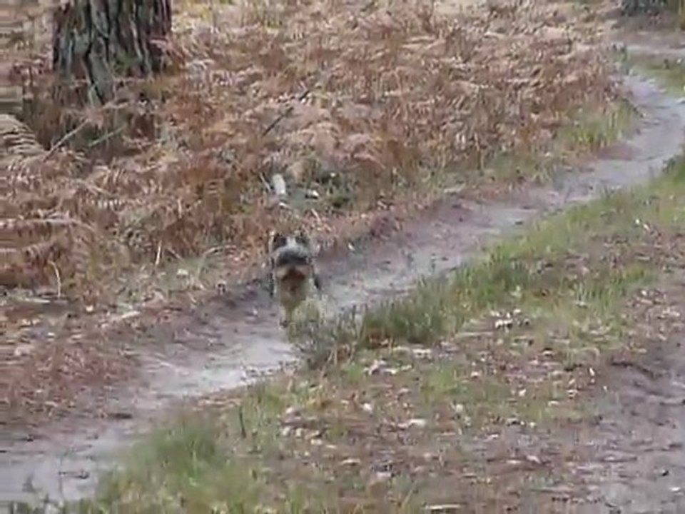 Canelle dans les bois
