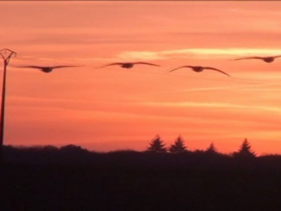 Soleil rouge et oiseaux