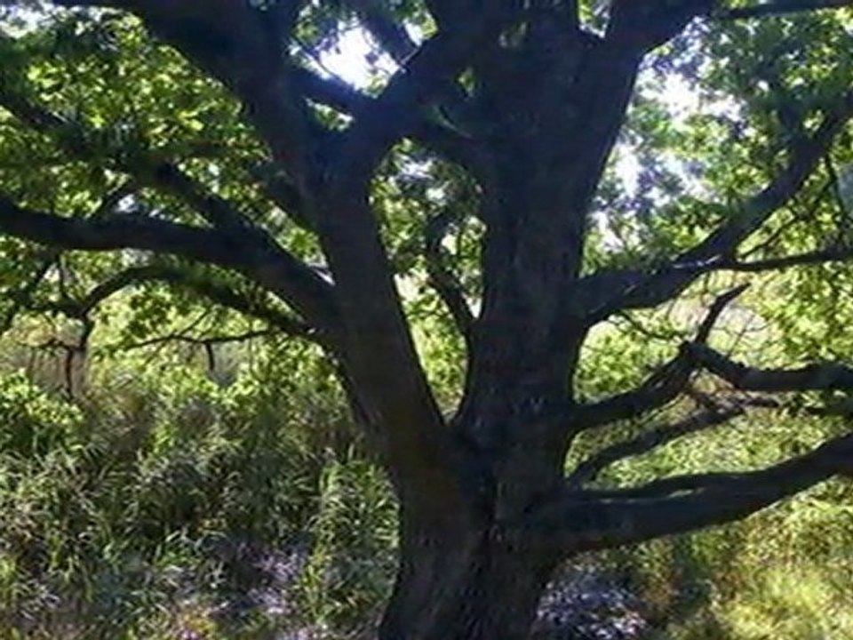 Hill's Tree Service