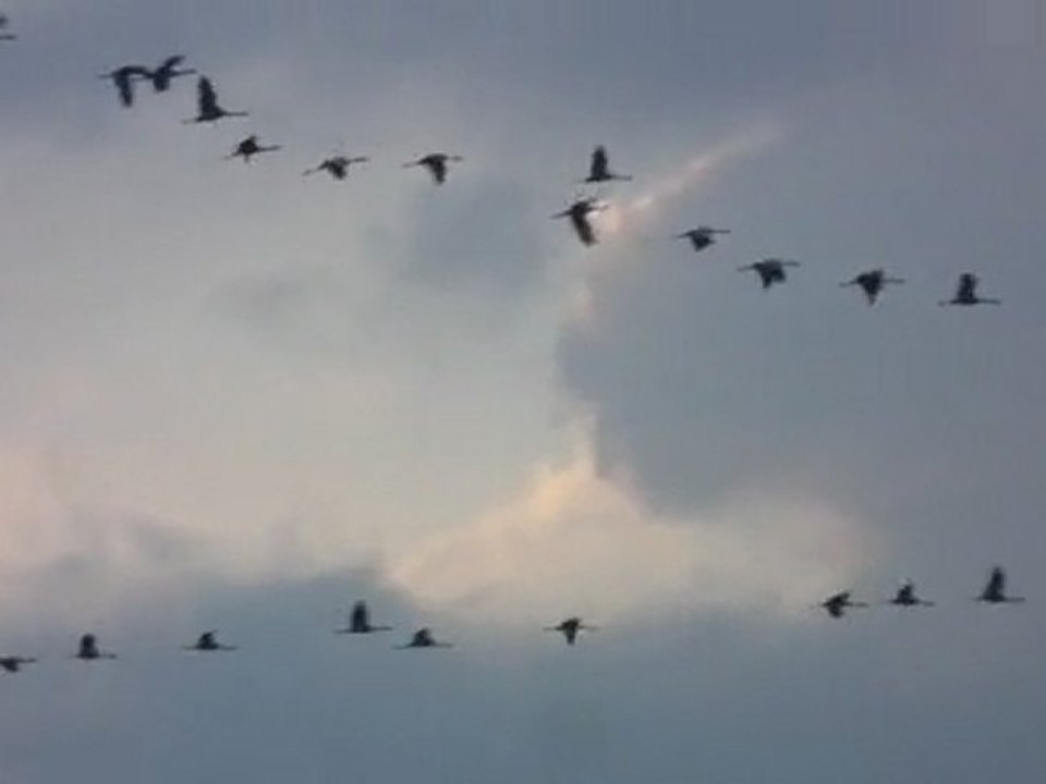 Vol de Grues cendrées