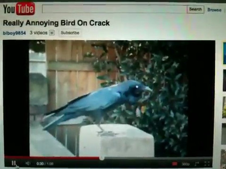 Australian Raven -Corbeau/Corneille