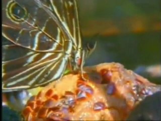 Islam - Pour les gens doués d'intelligence 3 3