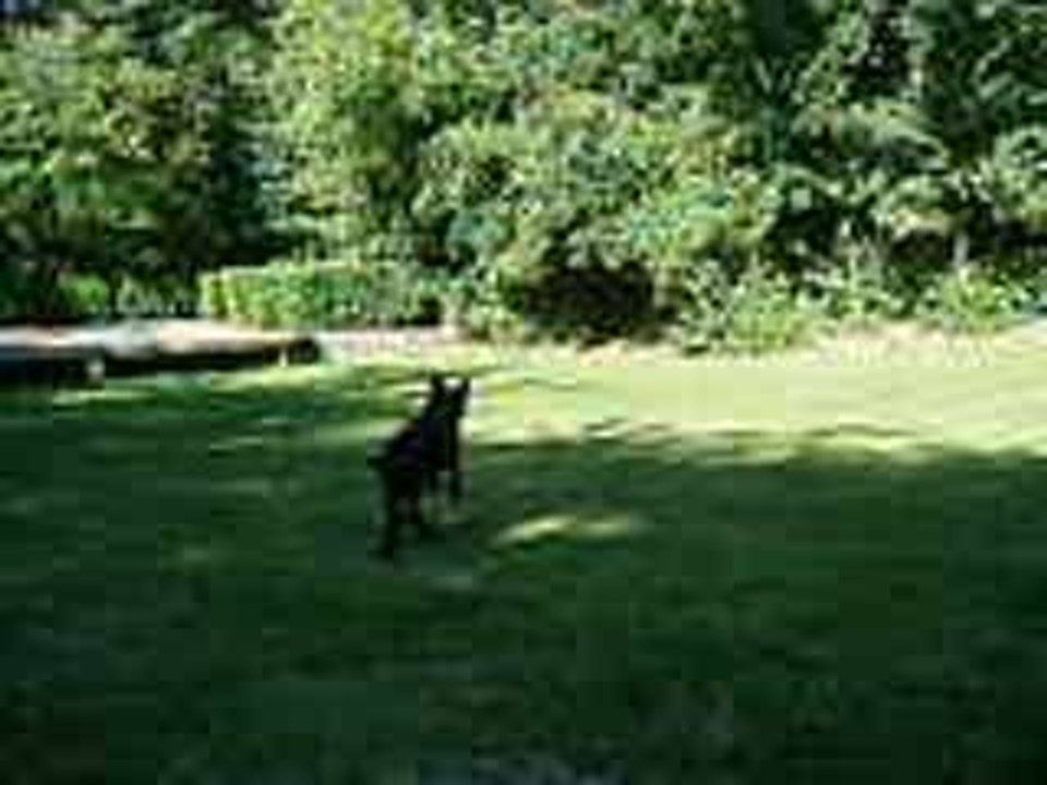 Mon chien