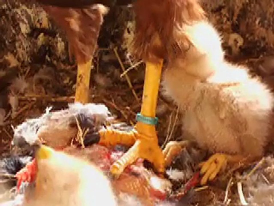 reproduction rapaces