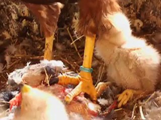 reproduction rapaces