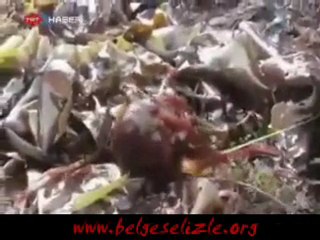 Karada Yürüyen Ahtapot! www.belgeselizle.org