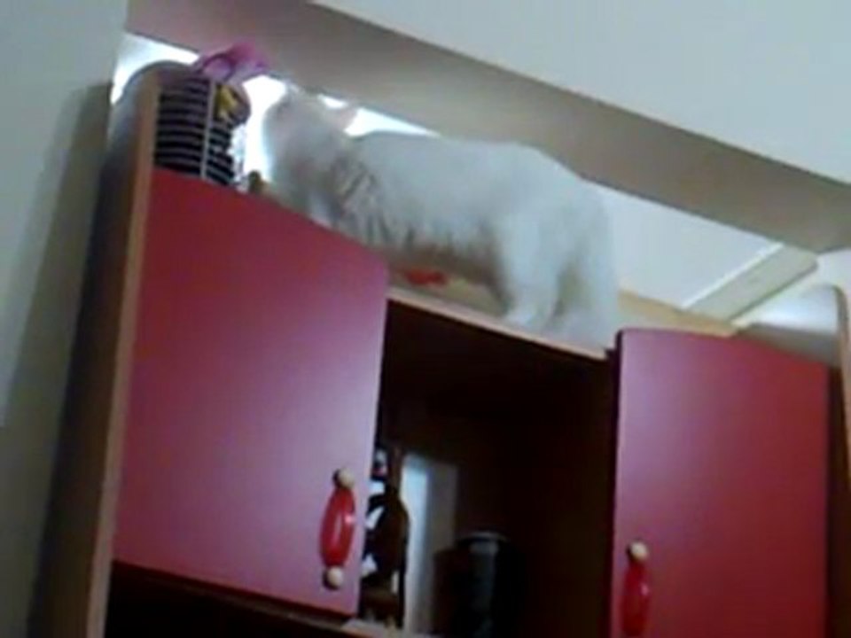 Cat Mestan