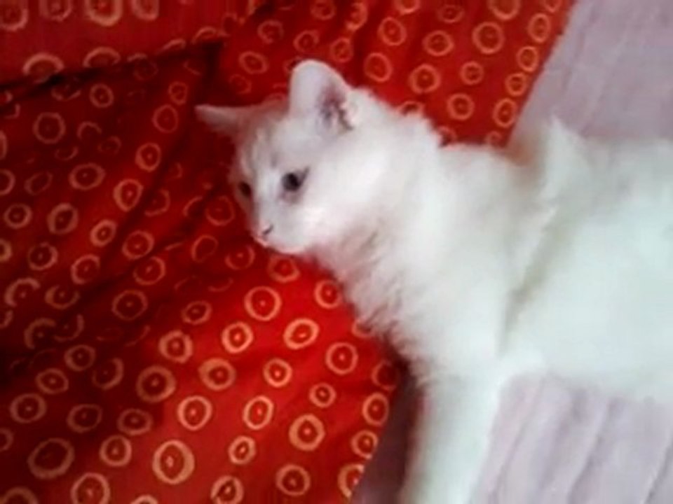Mestan is Sleeping