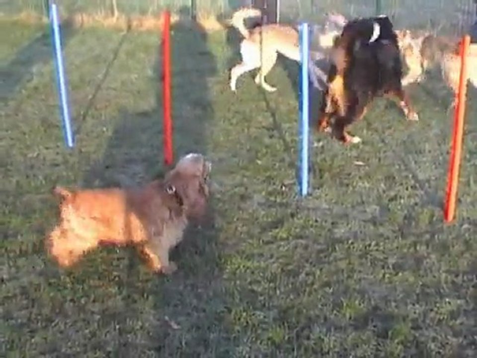 Matinées canines Meaux, socialisation chiens